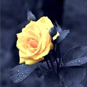 Meet your Posher, Rose 🥀